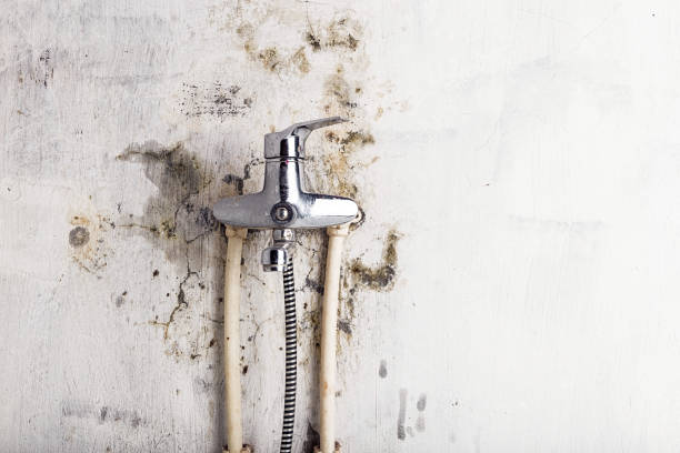 Office Mold Removal Services in Watervliet, MI