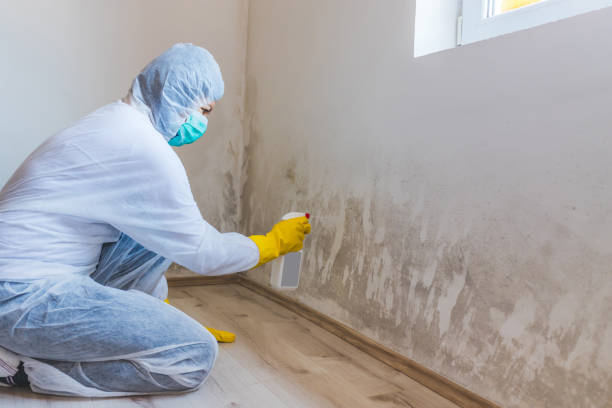 Mold Testing and Removal in Watervliet, MI