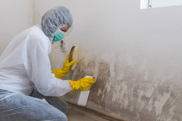 Best Black Mold Removal  in Watervliet, MI