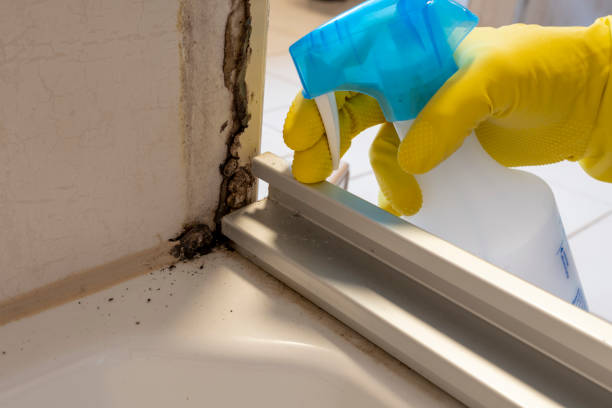 Best Home Mold Removal  in Watervliet, MI