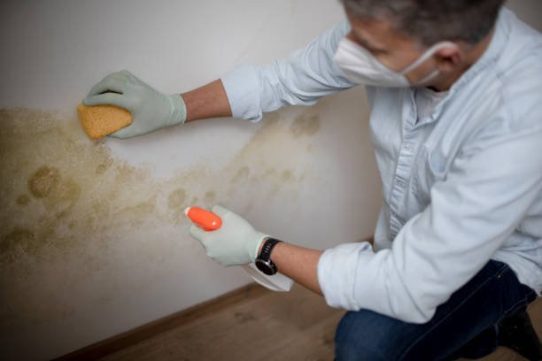 Best Emergency Mold Removal  in Watervliet, MI