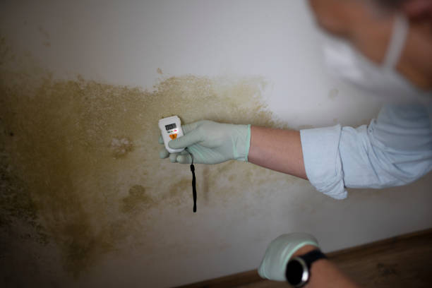 Best Mold Damage Repair  in Watervliet, MI