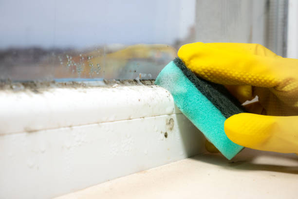 Best Mold Testing  in Watervliet, MI