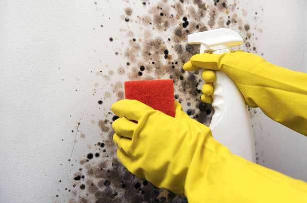 Professional Mold Removal in Watervliet, MI