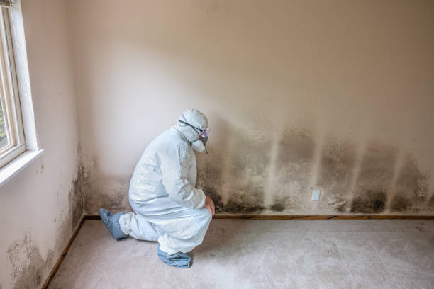 Best Emergency Mold Removal  in Watervliet, MI